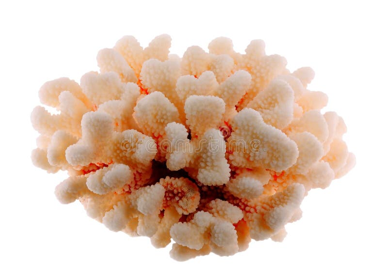 Coral secado no fundo branco