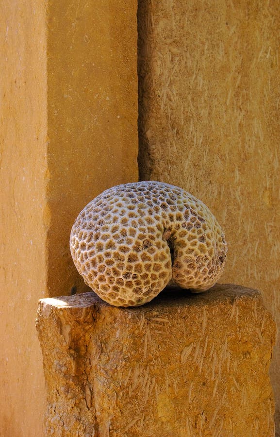 Coral skeleton royalty free stock photography