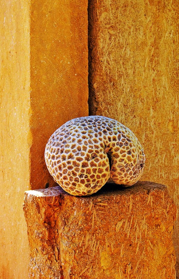 Coral skeleton royalty free stock photography