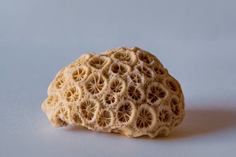 Coral skeleton. South Pacific royalty free stock photos