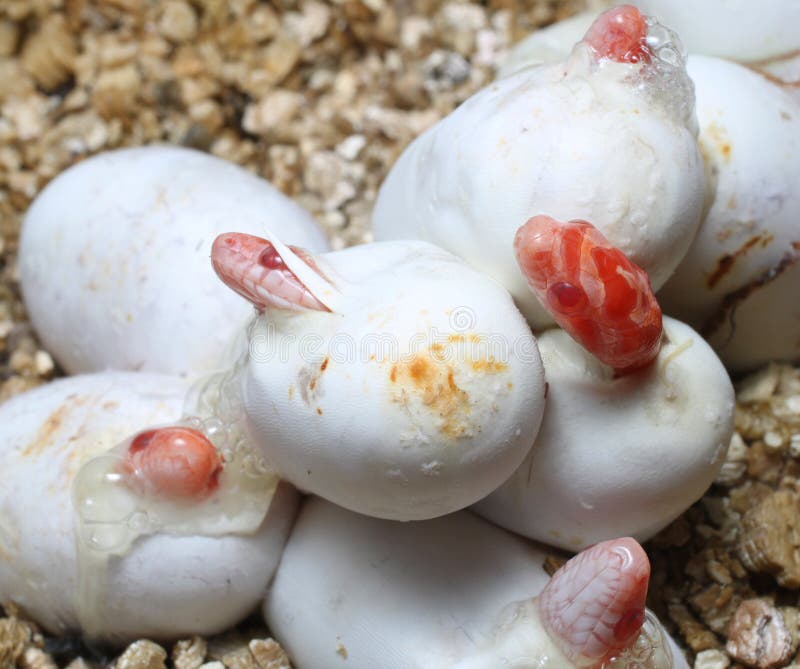 Snake Eggs Stock Photos Download 405 Royalty Free Photos