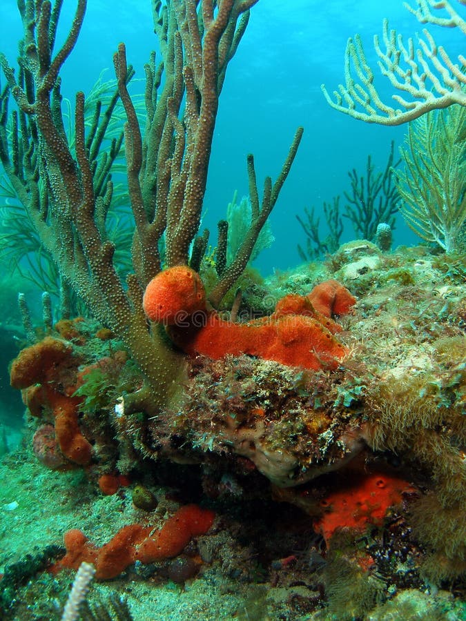 Red Sponge Coral stock image. Image of corals, reef, tropical 9331053