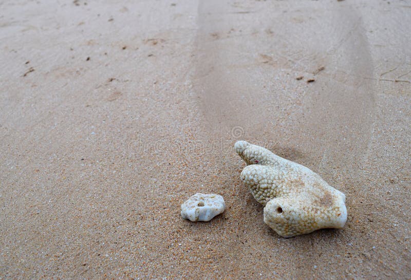 Coral Stones branca em Sandy Beach - textura Marine Background litoral natural do sumário foto de stock Coral Stones branca em Sandy Beach - textura Marine Background litoral natural do sumário foto de stock