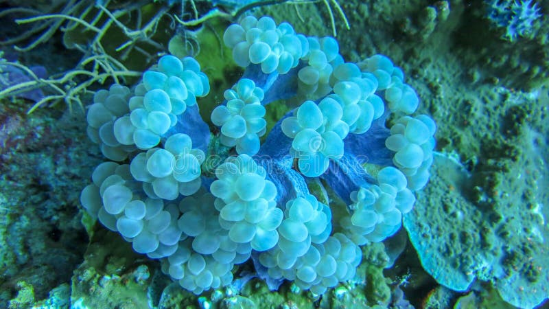 Coral suave del color levemente azul An?mona de mar Roca de fondo coralina demasiado grande para su edad densa Vida subacu?tica c foto de archivo libre de regalías Coral suave del color levemente azul An?mona de mar Roca de fondo coralina demasiado grande para su edad densa Vida subacu?tica c foto de archivo libre de regalías
