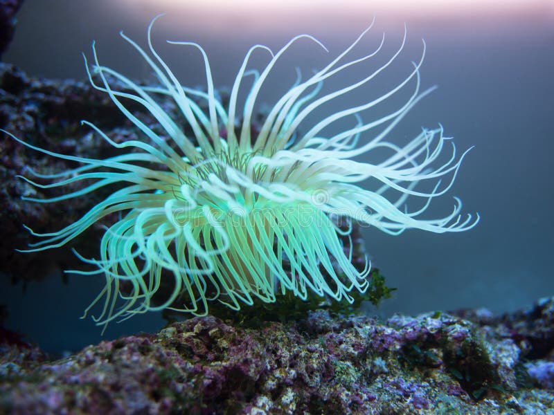 Coral with tentacles stock image. Image of rock, background 37969165