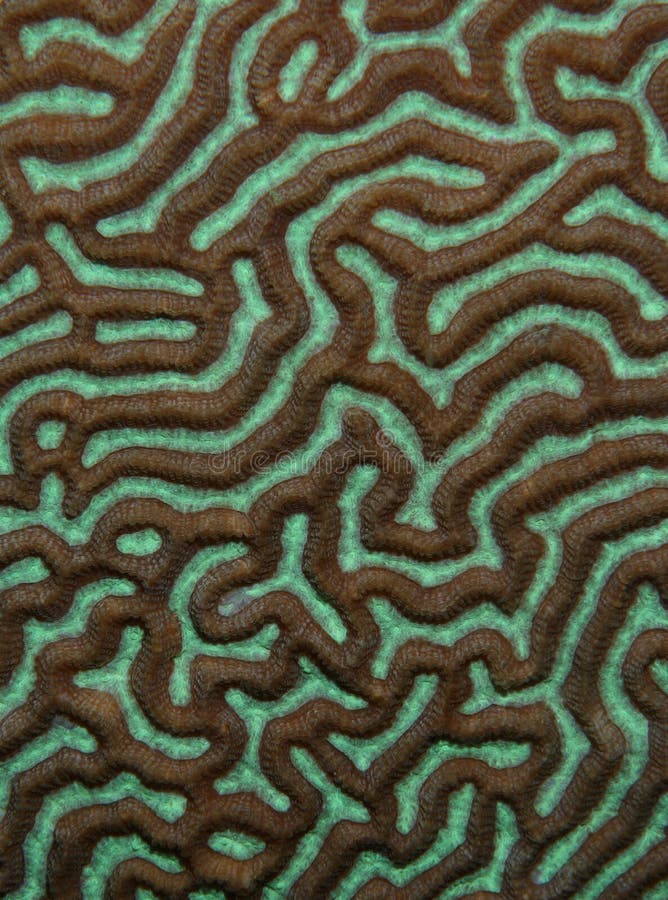 Coral Texture