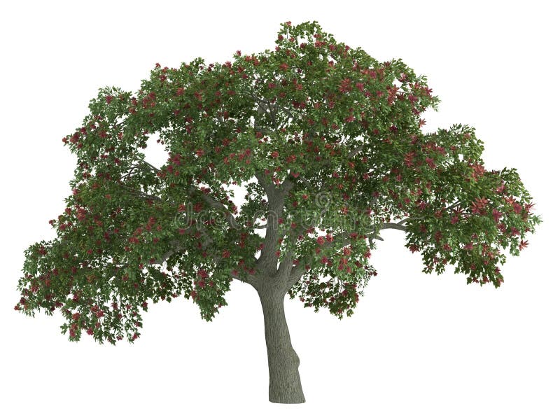 Rendered 3d isolated coral tree (Erythrina). Rendered 3d isolated coral tree (Erythrina)