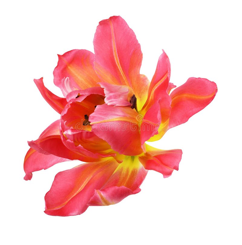 Coral tulip flower stock image