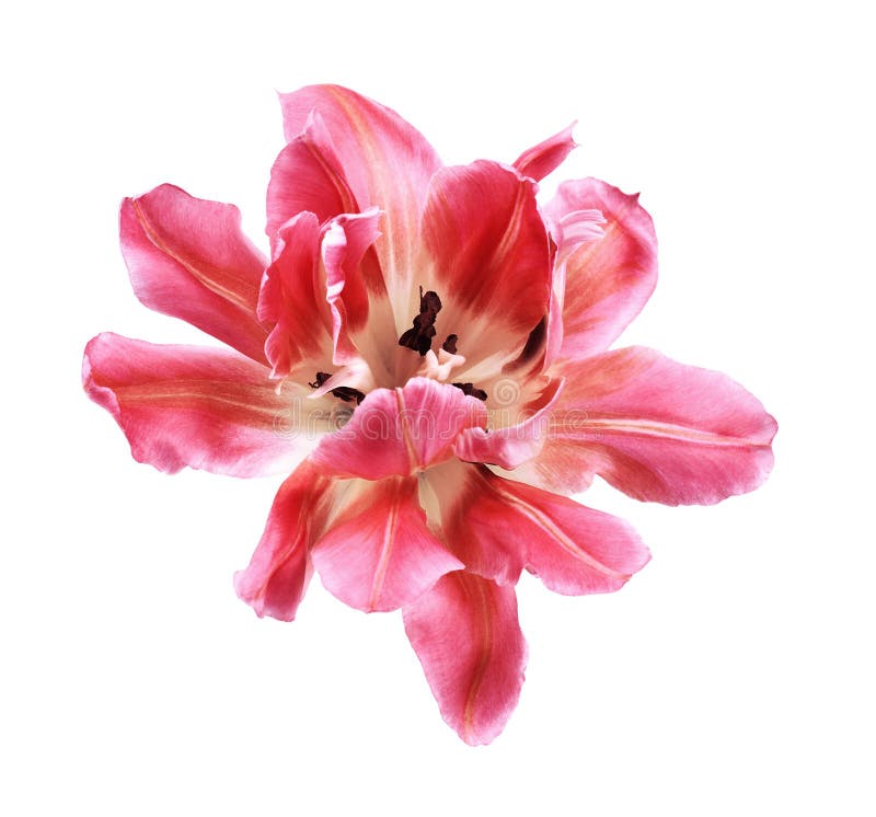 Coral tulip flower stock photography