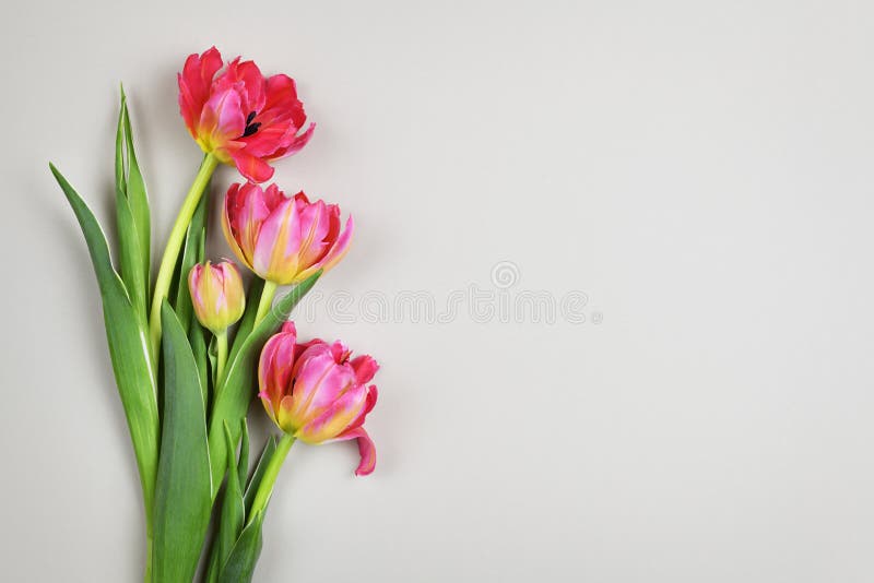 Coral tulip flowers on gray background royalty free stock photo