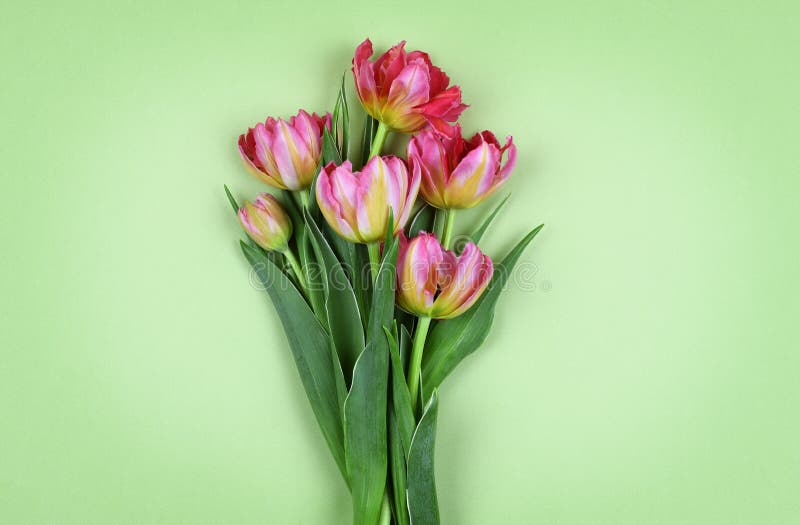 Coral tulip flowers on green paper stock photography