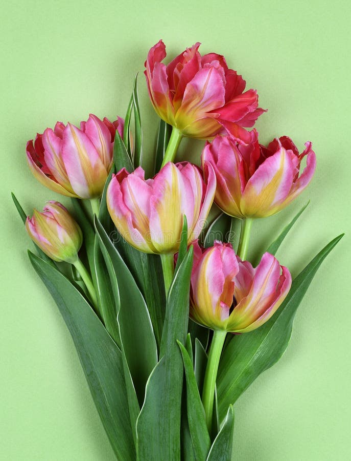 Coral tulip flowers on green paper royalty free stock image