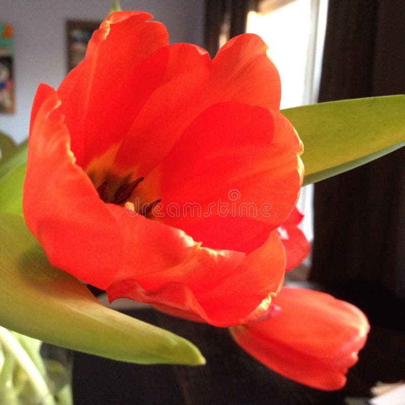 Coral Tulip stock image