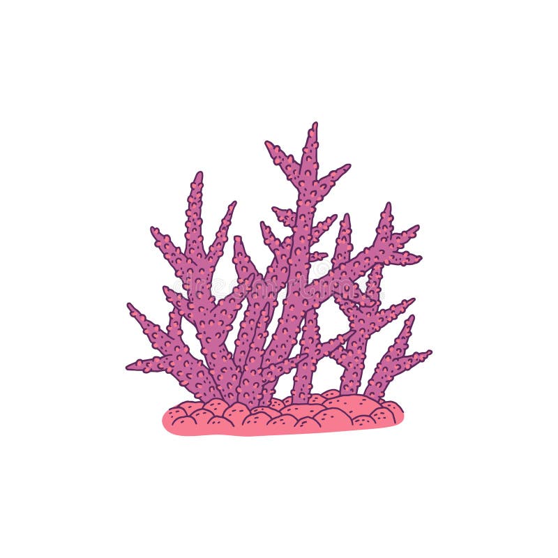 Coral. Vector coralline reef ocean animal underwater life doodle line isolated illustration.