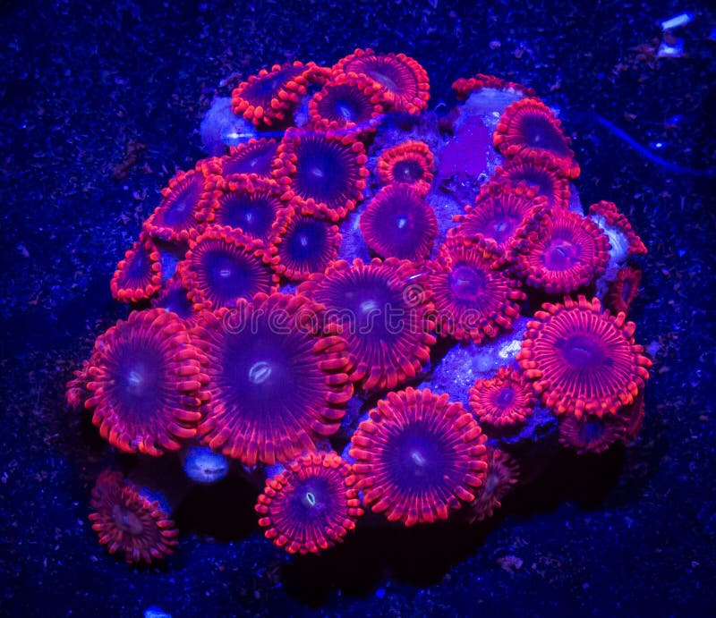 Coral vermelho e azul de Zoanthid foto de stock Coral vermelho e azul de Zoanthid foto de stock