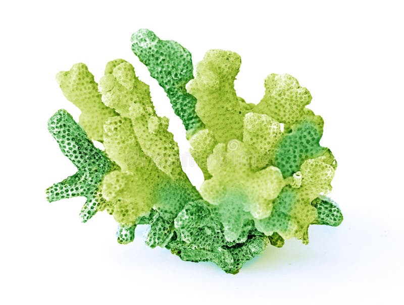 71,299 Coral White Background Stock Photos Free & RoyaltyFree Stock Photos from Dreamstime