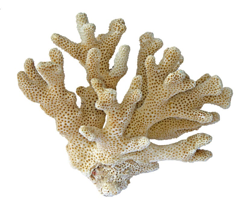 White coral stock photo. Image of close, reef, closeup 13616250