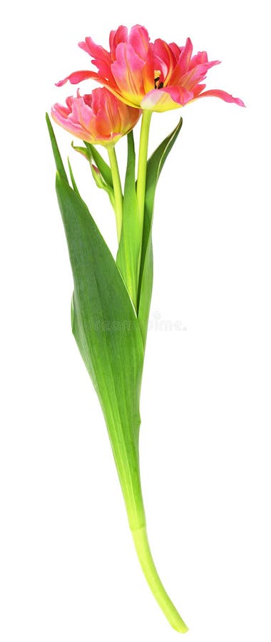 Coral and yellow tulip flower and bud royalty free stock images