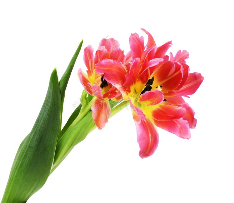 Coral and yellow tulip flower and bud stock photos