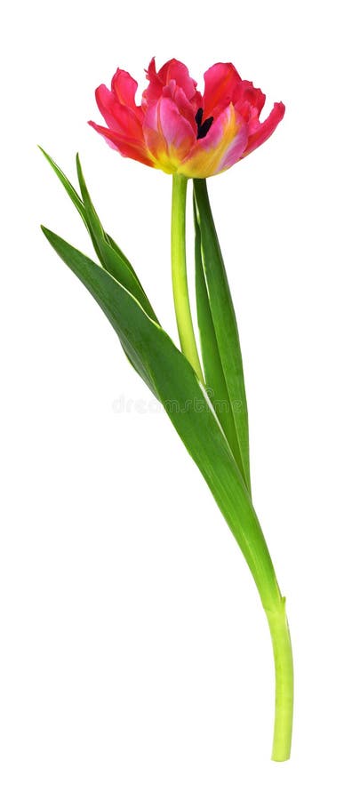 Coral and yellow tulip flower royalty free stock image