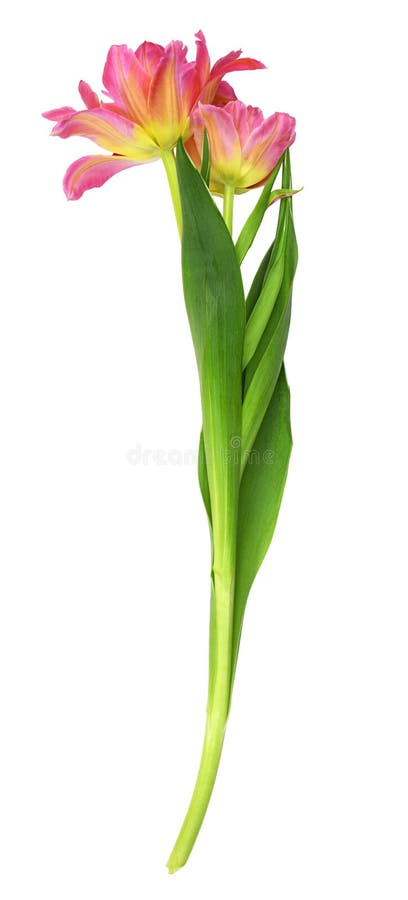 Coral and yellow tulip flower royalty free stock image