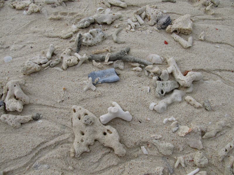 Coralli sulla spiaggia sabbiosa dopo la marea fotografie stock libere da diritti Coralli sulla spiaggia sabbiosa dopo la marea fotografie stock libere da diritti