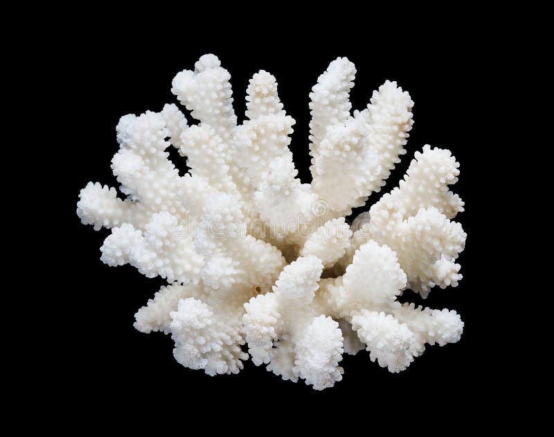 Corallo bianco isolato su un fondo nero immagine stock Corallo bianco isolato su un fondo nero immagine stock