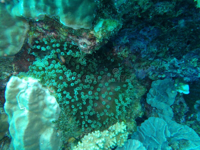 Corallo con nemo nascosto fotografia stock Corallo con nemo nascosto fotografia stock