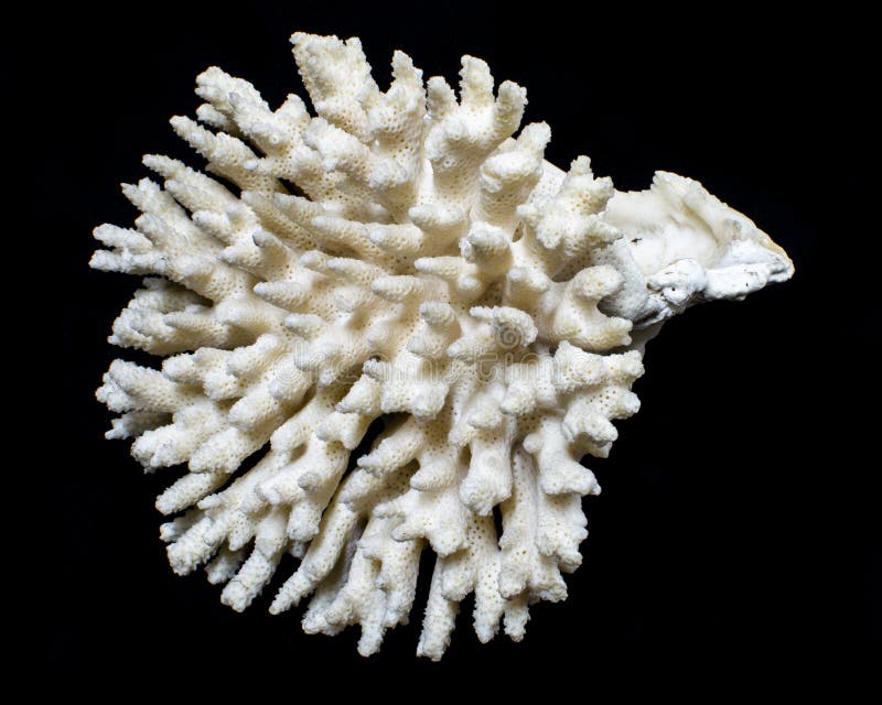 Corallo del mare del corallo o del Acropora di Staghorn immagine stock libera da diritti Corallo del mare del corallo o del Acropora di Staghorn immagine stock libera da diritti