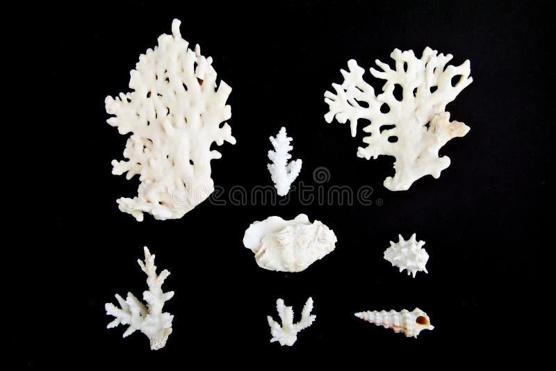 Corals