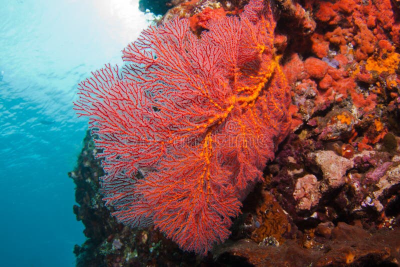 Corals at Bali