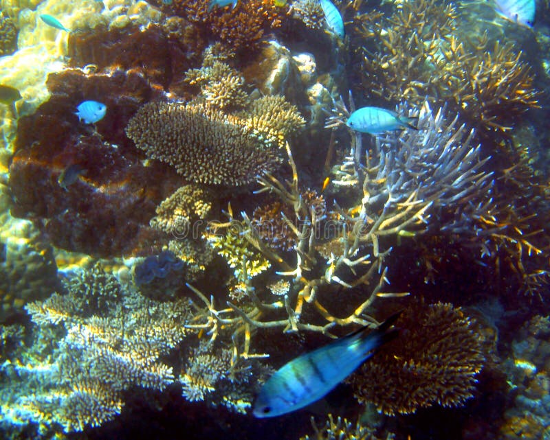 Corals and fish, Great Barrier Reef, Australia