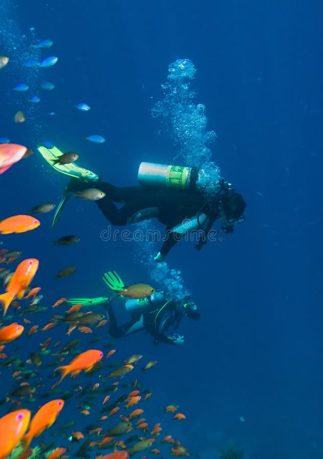 Corals, fishes and divers