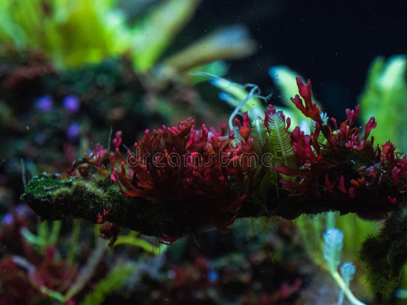 Corals in the park in the aquarium