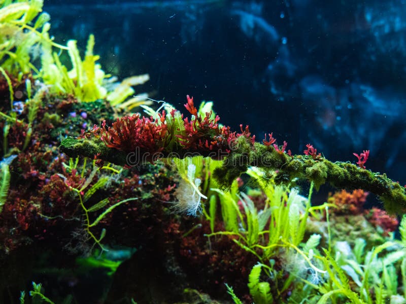 Corals in the park in the aquarium