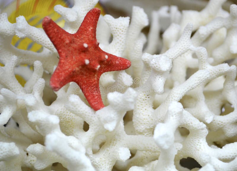 Corals starfish