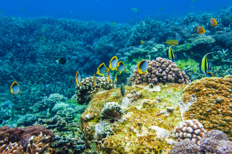 Corals Underwater and Beautiful Tropical Fish in the Indian Ocean Stock ...
