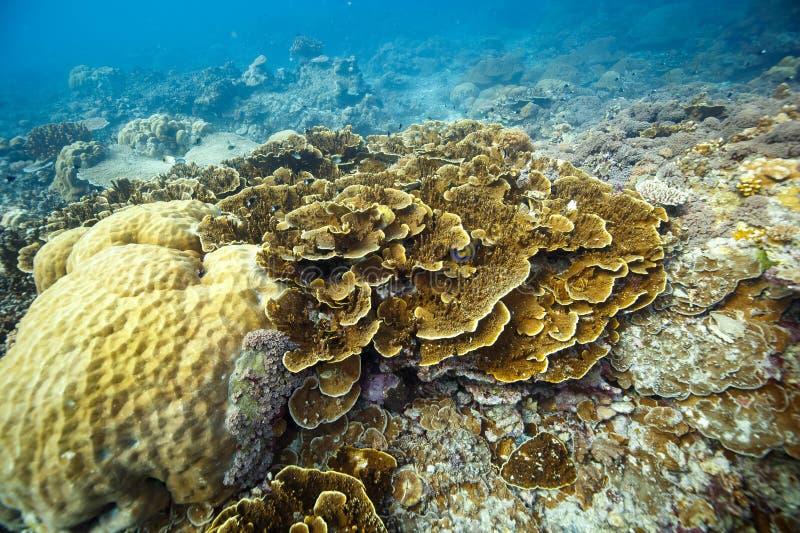 The yellowish corals and sponges in deep ocean. The yellowish corals and sponges in deep ocean