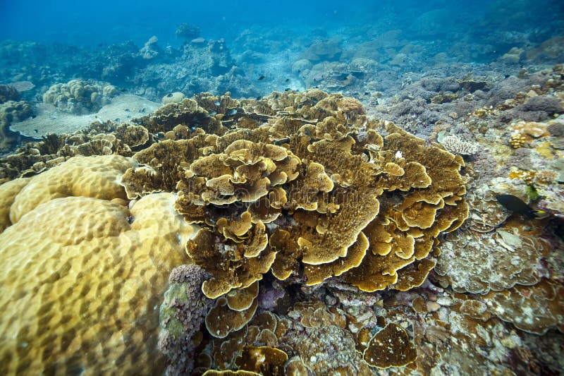 The yellowish corals and sponges in deep ocean. The yellowish corals and sponges in deep ocean