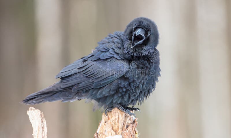 Corax corvus común en invierno. Corórax de cuervo común en invierno en bosque húmedo