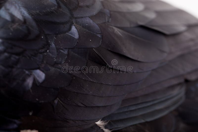 Richiamo Per Cornacchia E Corvo In Legno SagNature Art.4202017 - Armeria Metelli