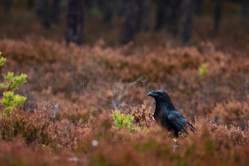 Corbeau Fonce Ete Perche Sur Une Branche Photo Stock Image Du Volaille Stylo Corbeau Fonce Ete Perche Sur Une Branche Photo Stock Image Du Volaille Stylo