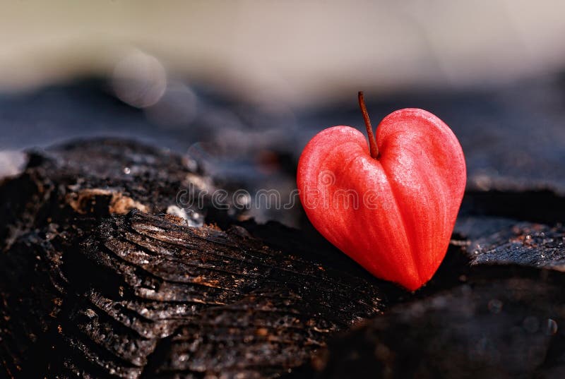  Corazón imagen de archivo libre de regalías