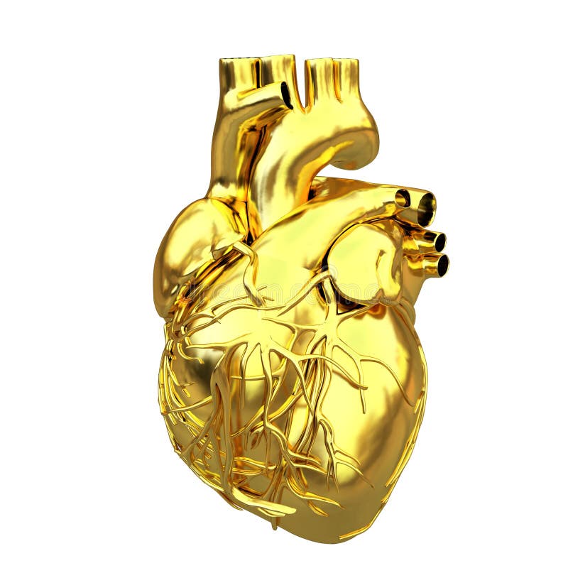 Corazón anatómico de oro stock de ilustración Corazón anatómico de oro stock de ilustración