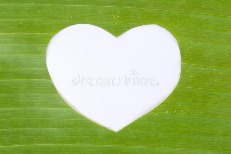 Corazón blanco en hoja verde del plátano imagen de archivo libre de regalías Corazón blanco en hoja verde del plátano imagen de archivo libre de regalías