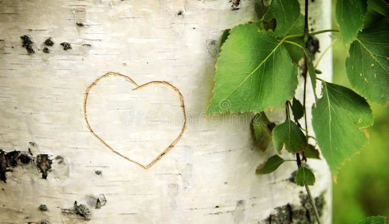 Heart curved on a birch bark. Heart curved on a birch bark