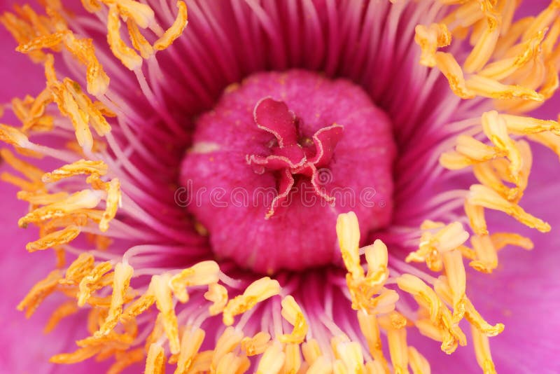 The close-up of pink peony flower. The close-up of pink peony flower.