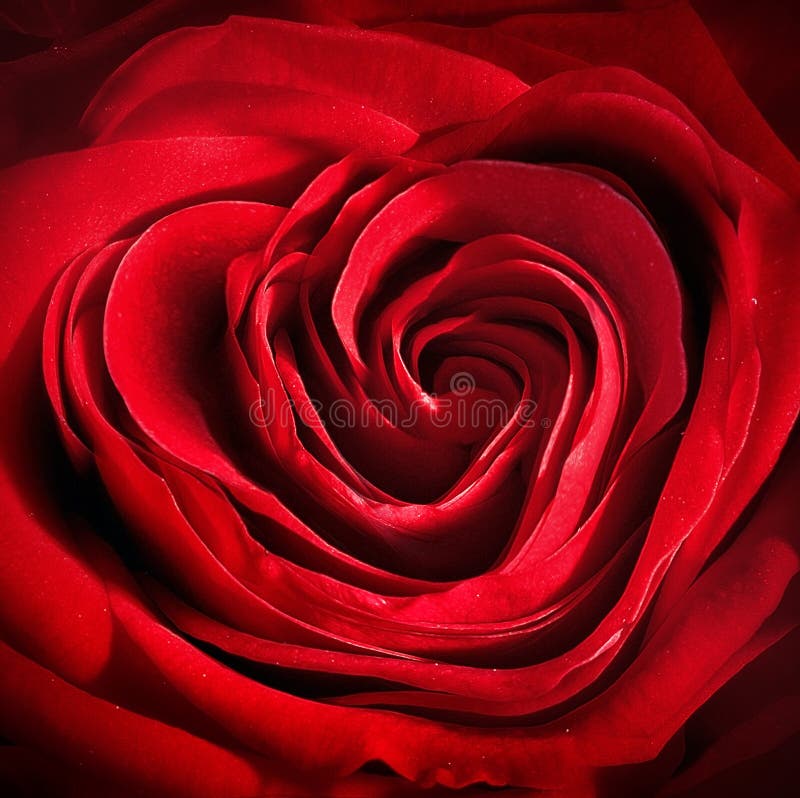 Corazón de Rose fotografía de archivo libre de regalías Corazón de Rose fotografía de archivo libre de regalías