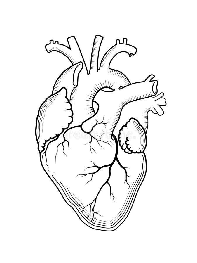 Corazón El órgano humano interno, estructura anatómica