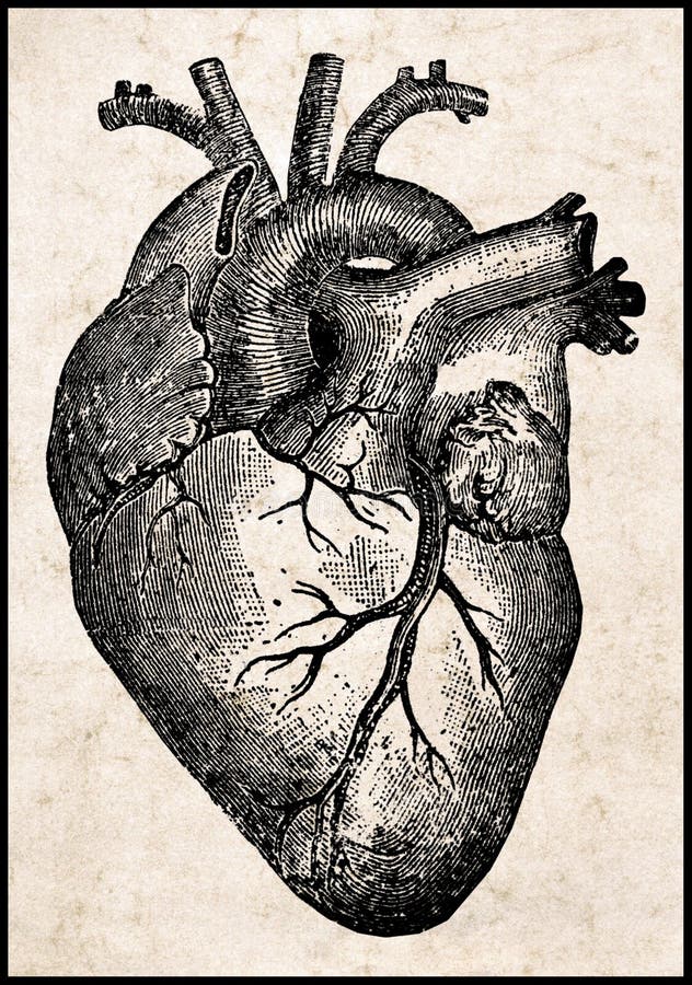 Corazón humano.